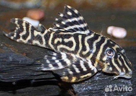 Номерные сомы