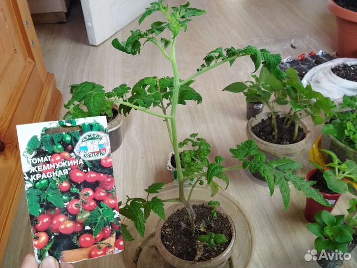 Рассада томатов и перцев, огурцов