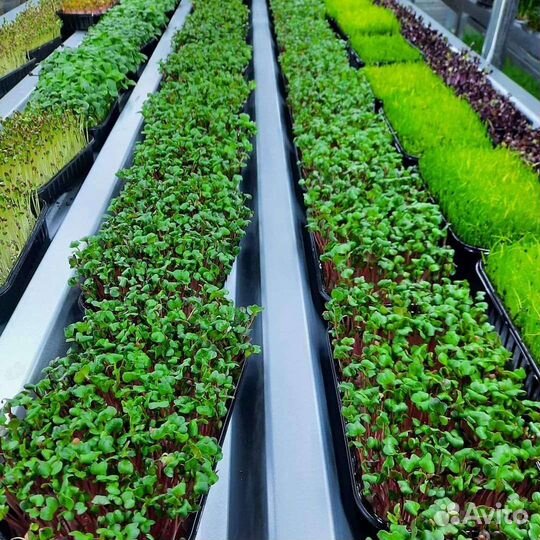 Микрозелень