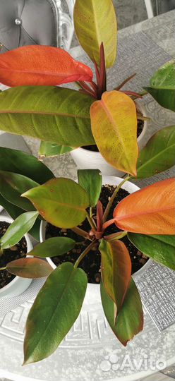 Филодендрон Атом, Малай Голд, Лимон и Шангри ла