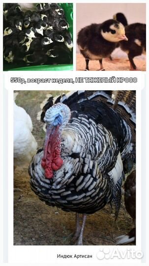 Продам индюшат