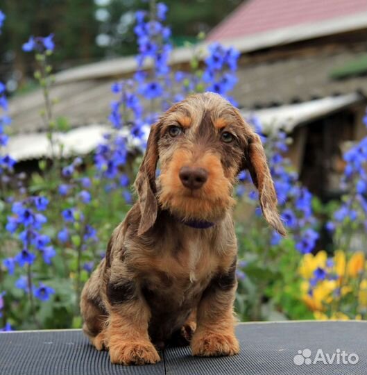 Мраморная такса