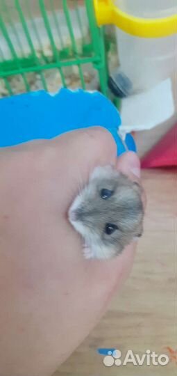 Джунгарский хомяк с клеткой