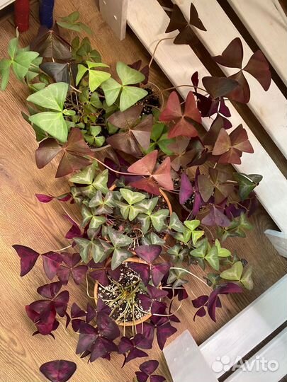 Кислица Оксалис