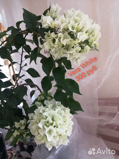 Бугенвиллии