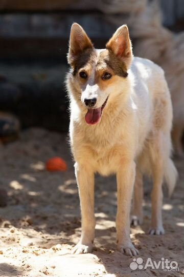Отдаю собаку маленького размера Трюфеля в дар