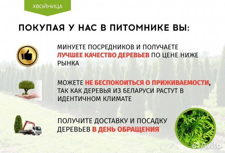 Туя Брабант 1,5 м