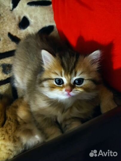 Британская кошка