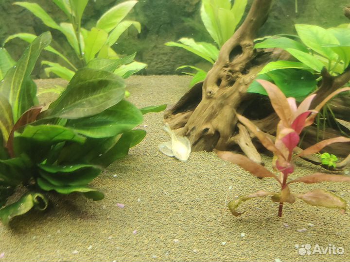 Аквариумные рыбки