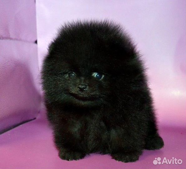 Померанский шпиц,мини щенки разных окрасов,с докум