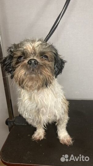 Стрижка мойка собак кошек груминг