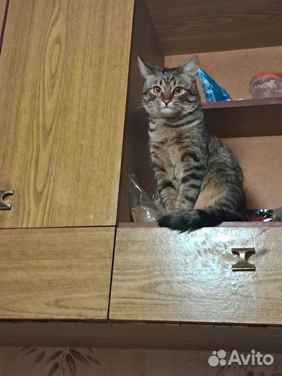 Коты для вязки