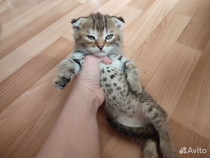 Котята в добрые руки бесплатно