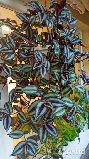 Традесканция зебрина