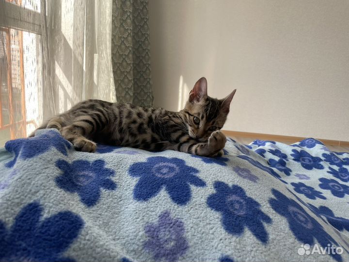 Бенгальский кот