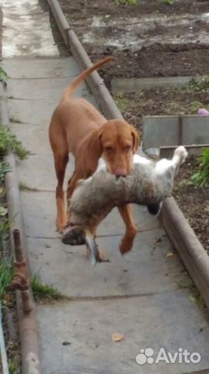 Венгерская (короткошёрстная легавая) выжла, щенки