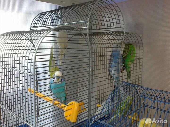 Волнистые попугаи, неразлучники, кореллы