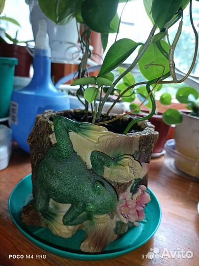 Комнатные цветы в горшках