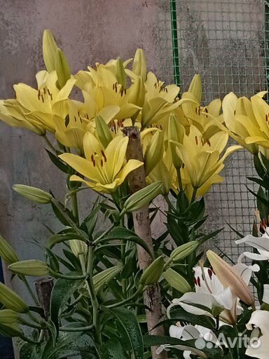 Лилии луковицы