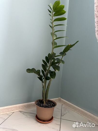 Замиокулькас