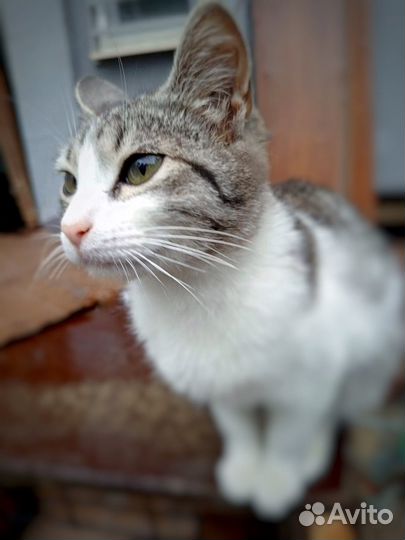 Котенок девочка 5мес очень красивая