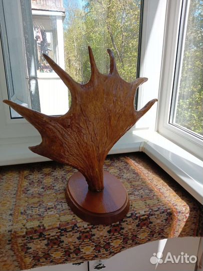 Продам рога лося