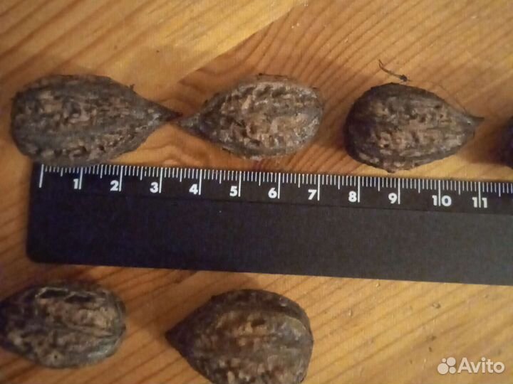 Маньчжурский орех