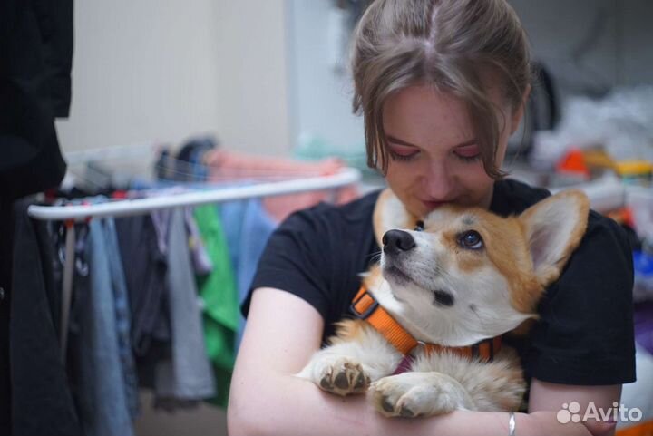 Собака для фотосессии корги пемброк