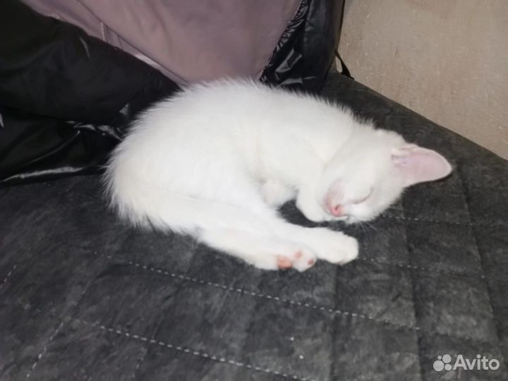 Котята бесплатно