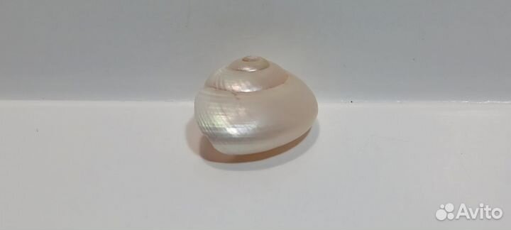 Улитка перламутровая 2,2 *1 морская ракушка