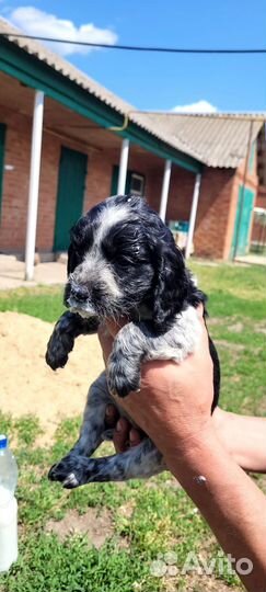 Русский охотничий спаниель