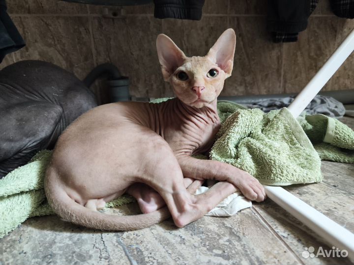 Канадский сфинкс