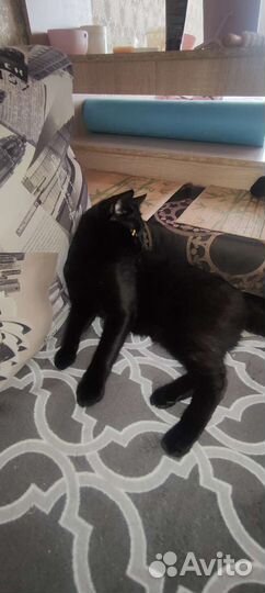 Кот в добрые руки