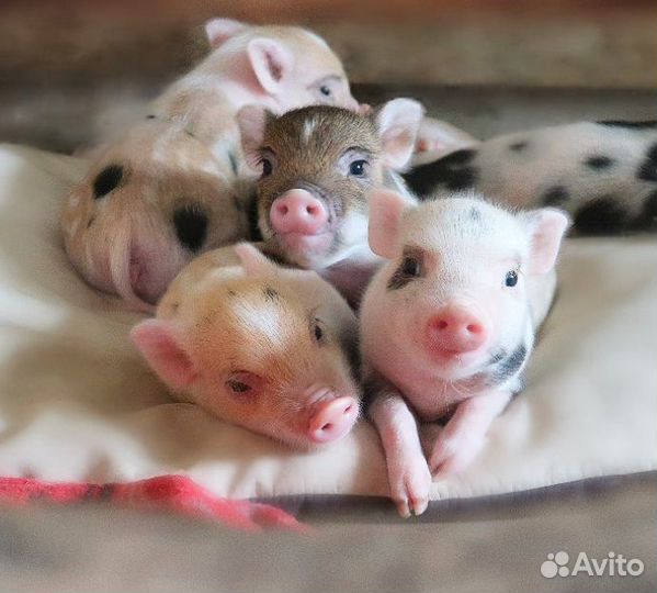 Микро пиги, мини пиги, микропиги, минипиги