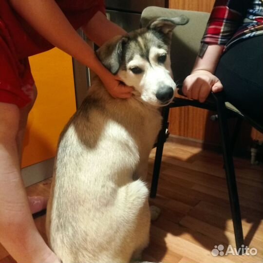 Собаки щенки бесплатно