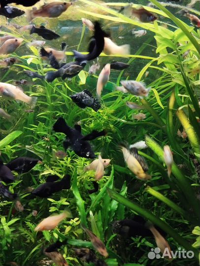 Фелиферы молинезии