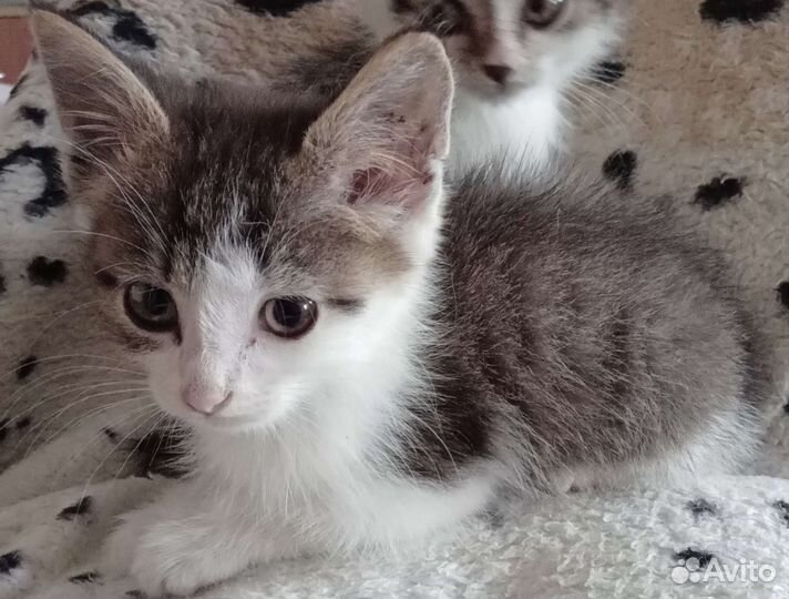 В добрые руки