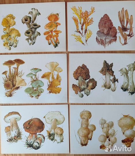 Набор открыток СССР А. К. Шипиленко 1990 гг