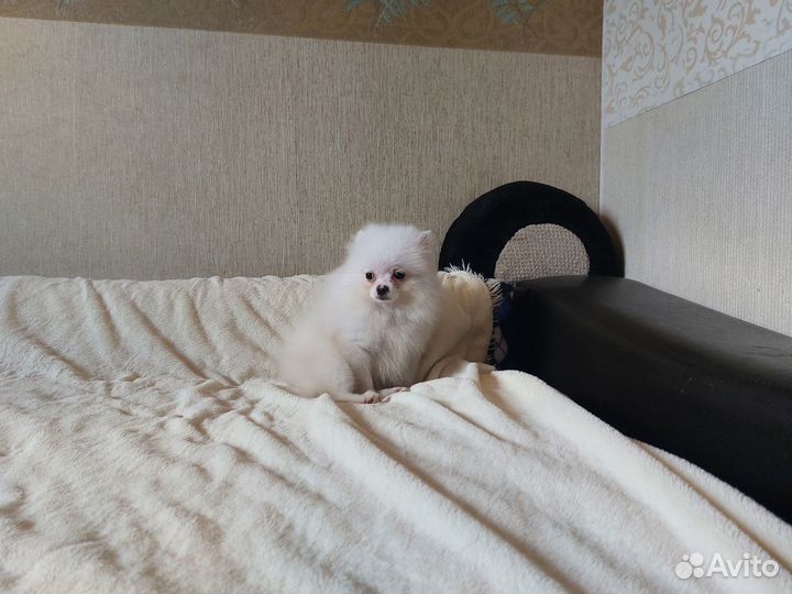 Померанский шпиц мини