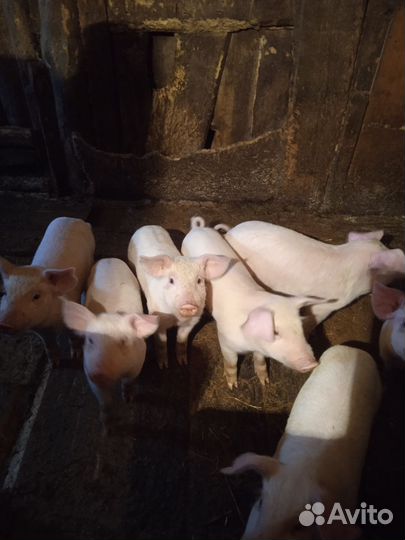 Домашние поросята
