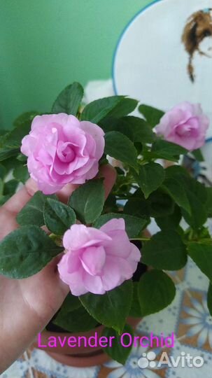 Бальзамины