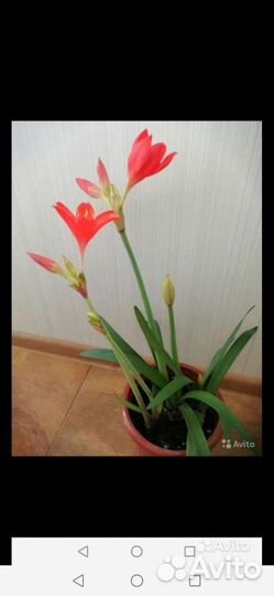 Валотта пурпурная