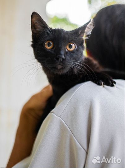 Черный котенок девочка