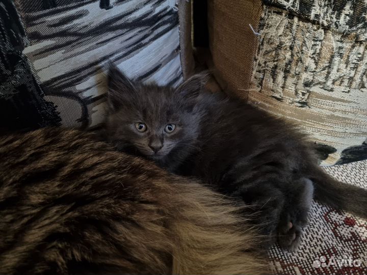 Отдам котят в добрые руки