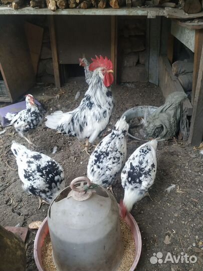 Куры и петух леггорн далматинец