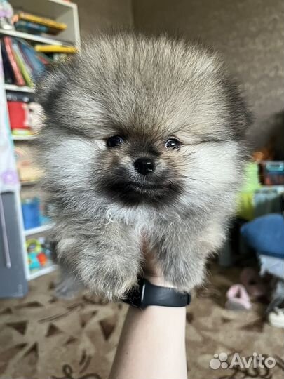 Щенки шпица