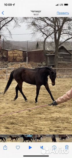 Продается кобыла