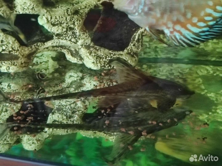 Дискусы,стурисомы