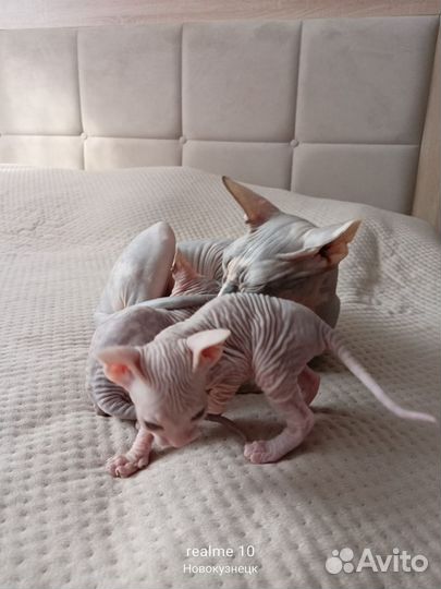 Котята сфинкс