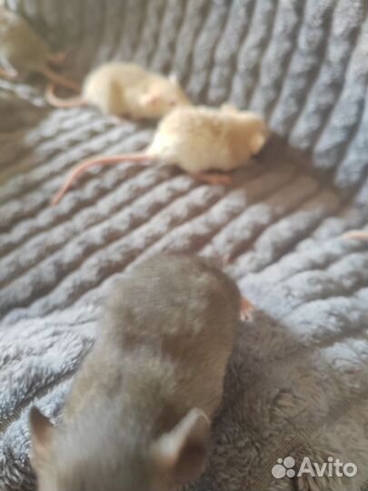 Крыса дамбо